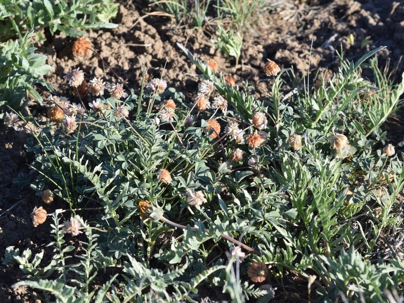 Lemmon's Clover photo 8
