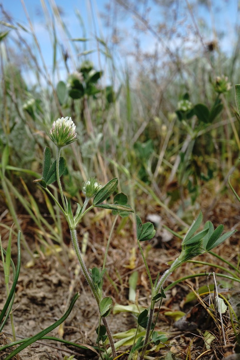 Trifolium leucanthum photo 2