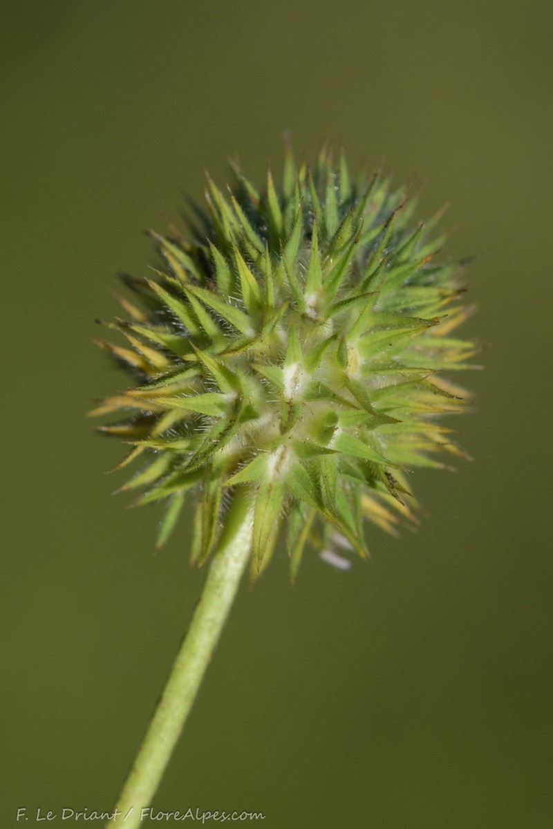 Trifolium leucanthum photo 3