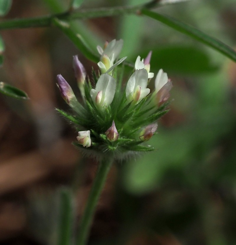 Trifolium leucanthum photo 4