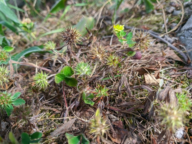 Trifolium leucanthum photo 5