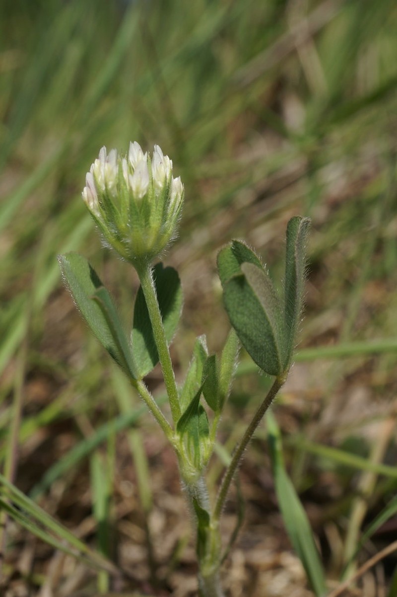 Trifolium leucanthum photo 6
