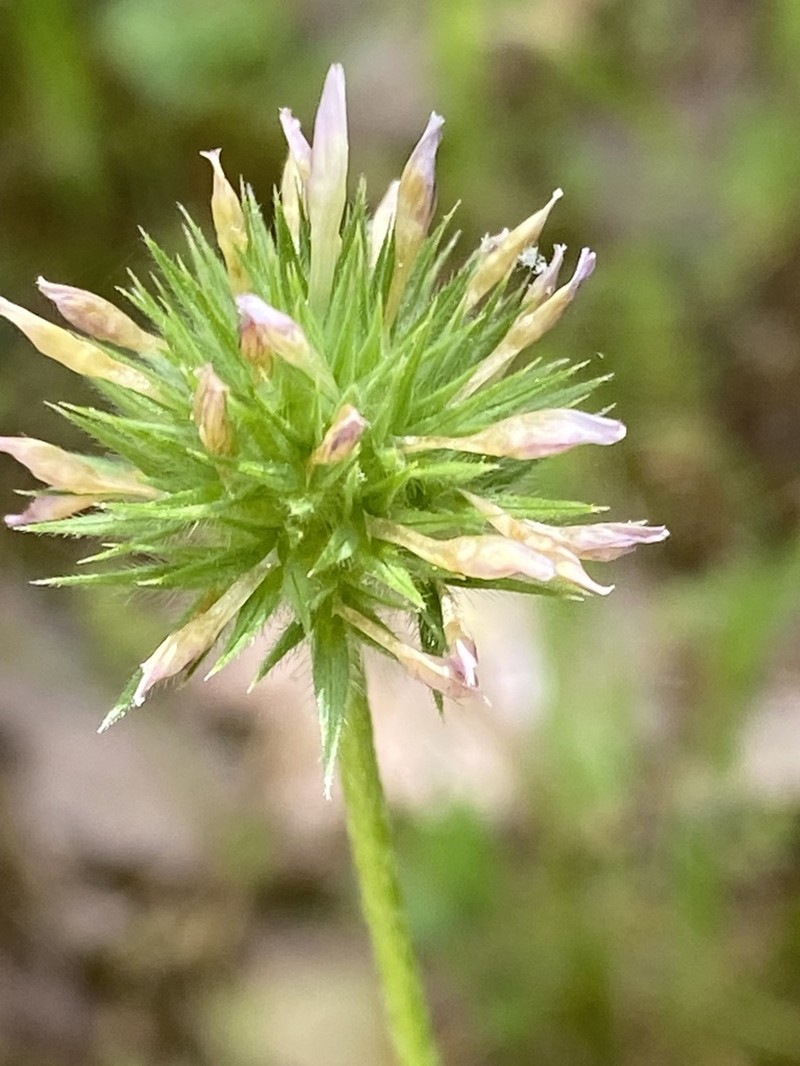 Trifolium leucanthum photo 7