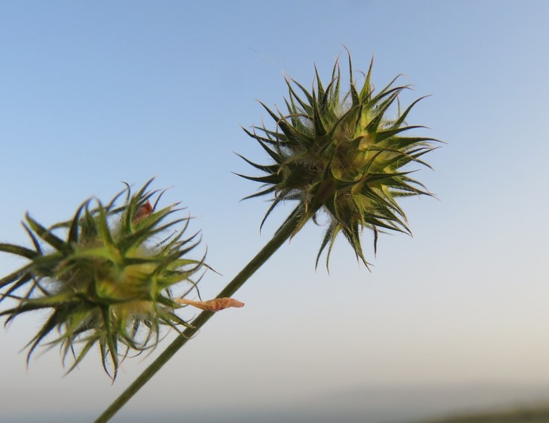 Trifolium leucanthum photo 8