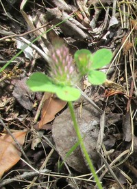 Ligurian Clover