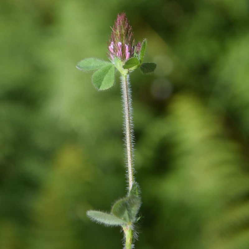 Ligurian Clover photo 2