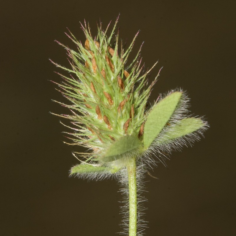 Ligurian Clover photo 3