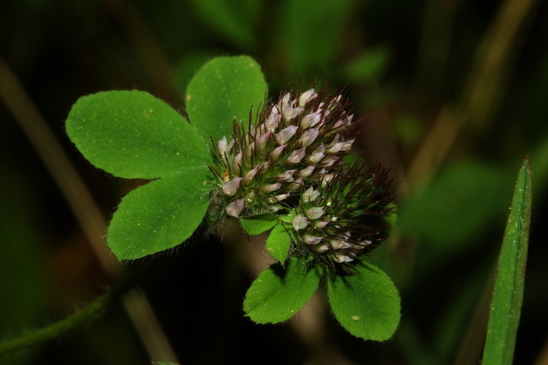 Ligurian Clover photo 4