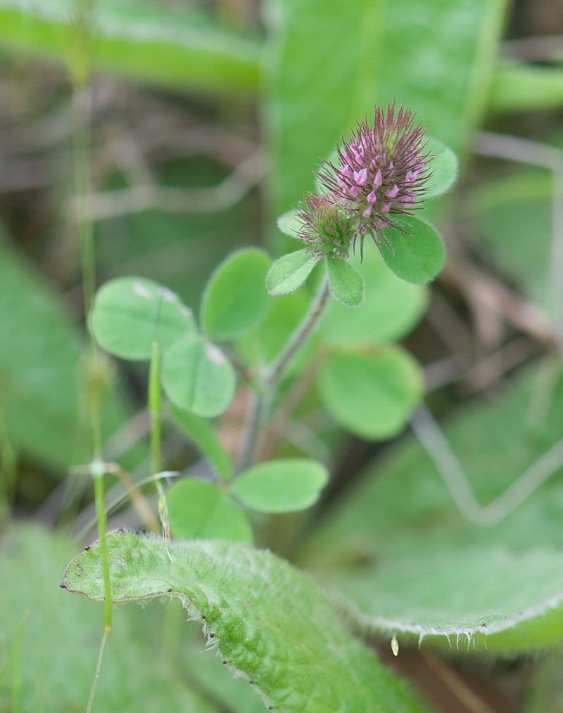 Ligurian Clover photo 5