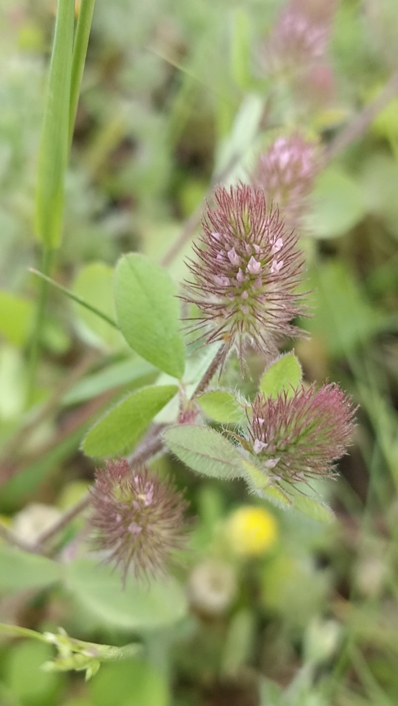 Ligurian Clover photo 6