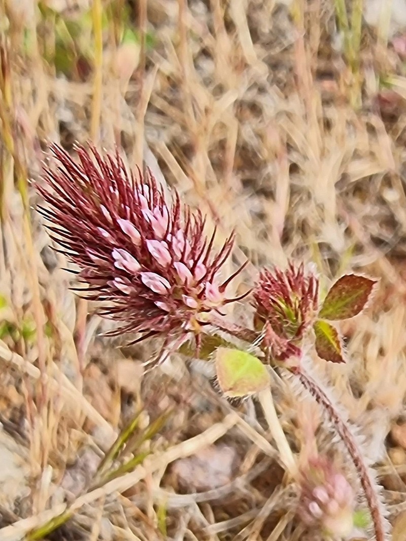 Ligurian Clover photo 7