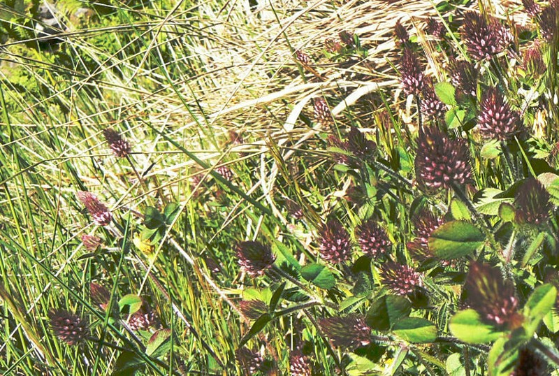 Ligurian Clover photo 8