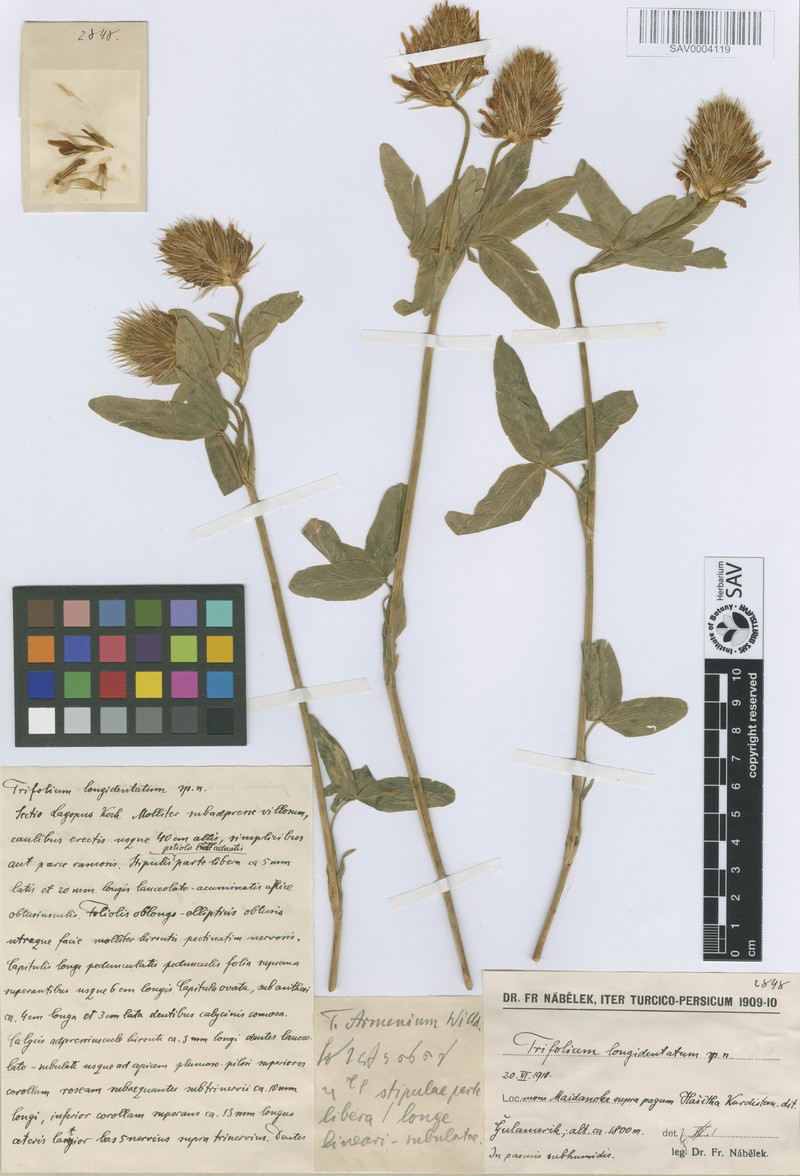 Trifolium longidentatum