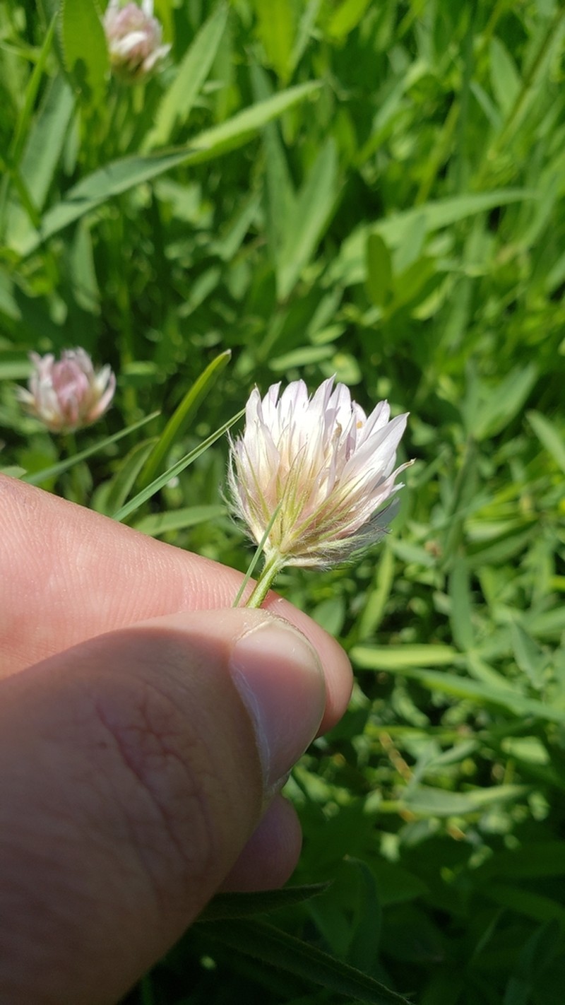 Longstalk Clover photo 2