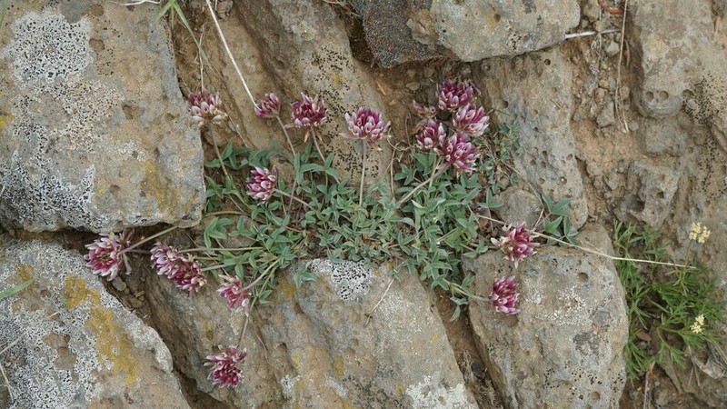 Longstalk Clover photo 3