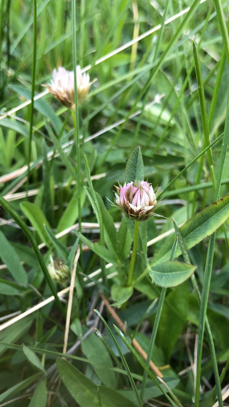 Longstalk Clover photo 5
