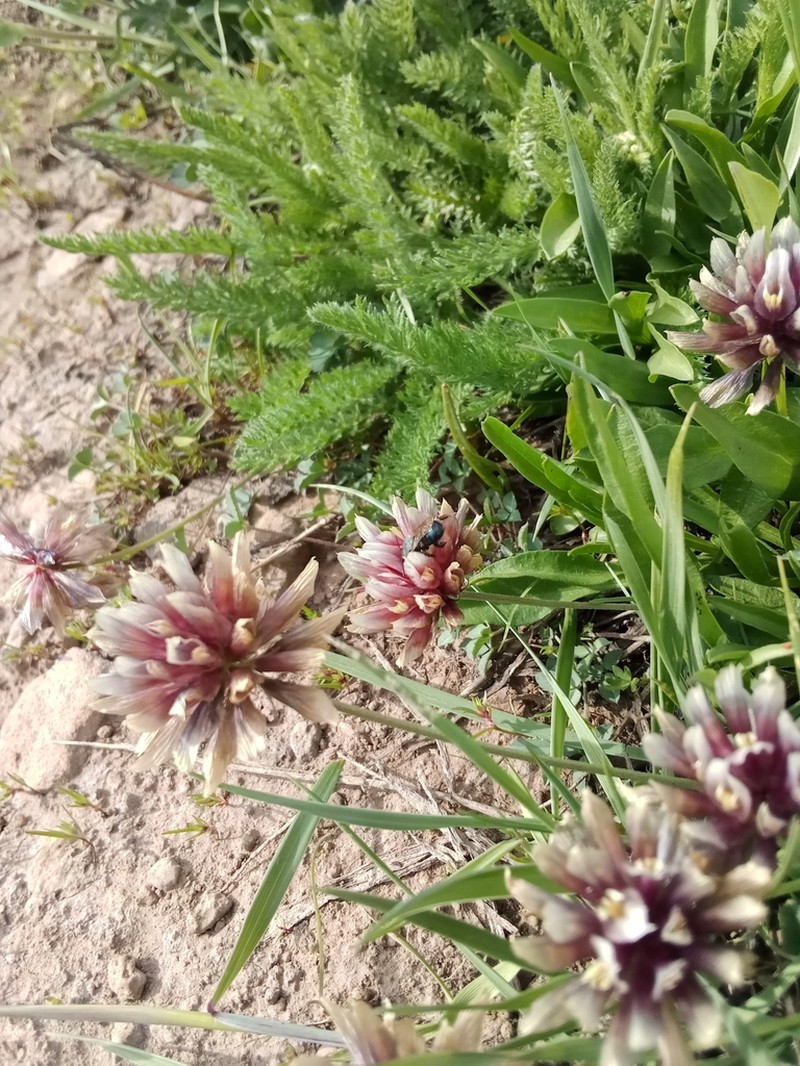 Longstalk Clover photo 6