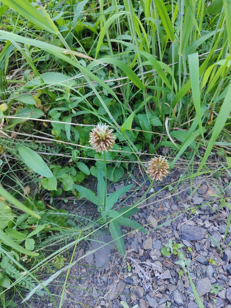 Longstalk Clover photo 7