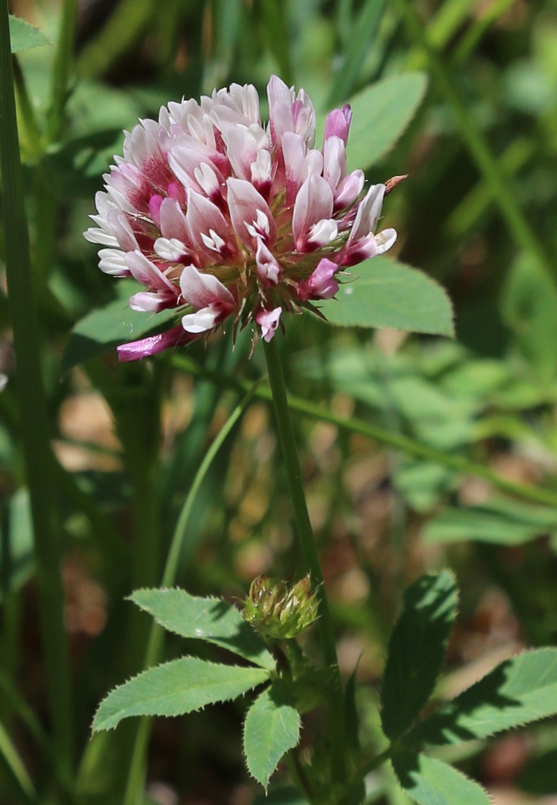 Longstalk Clover