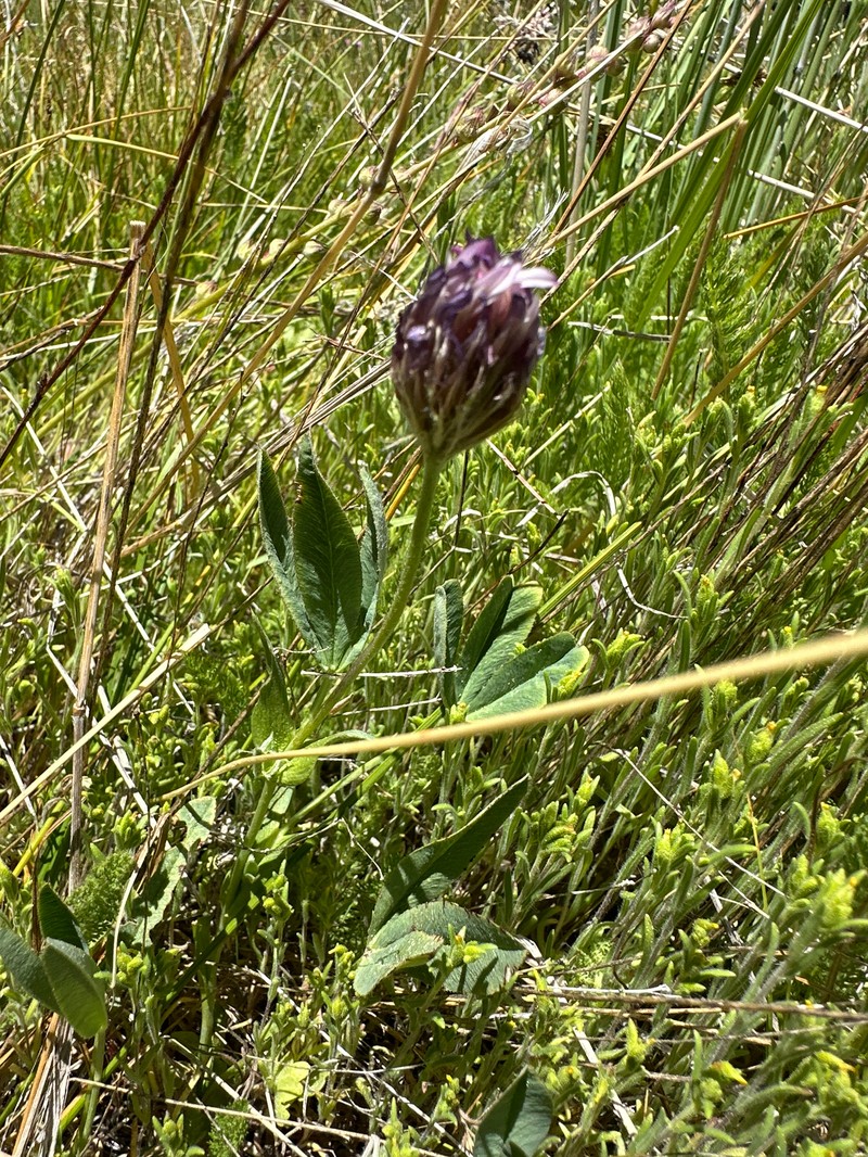 Trifolium longipes subsp. atrorubens