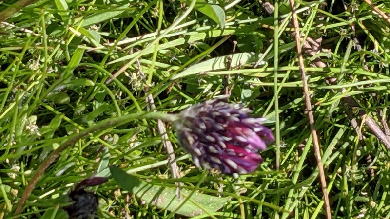 Trifolium longipes subsp. atrorubens photo 2