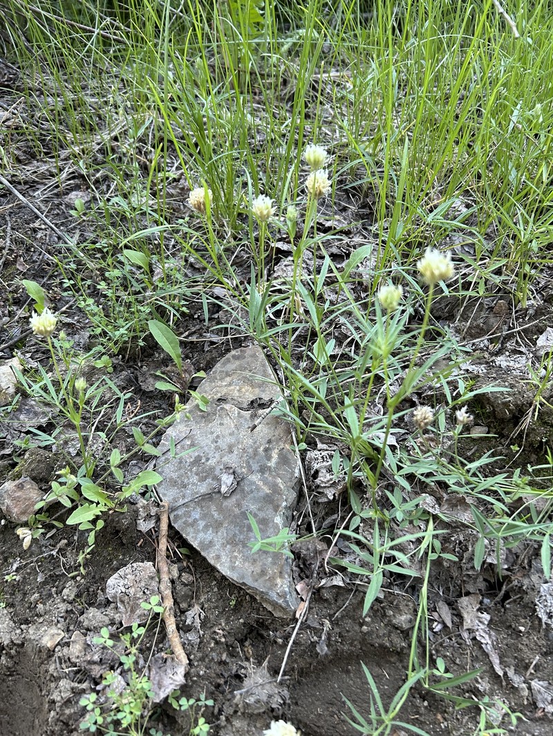 Trifolium longipes subsp. atrorubens photo 3