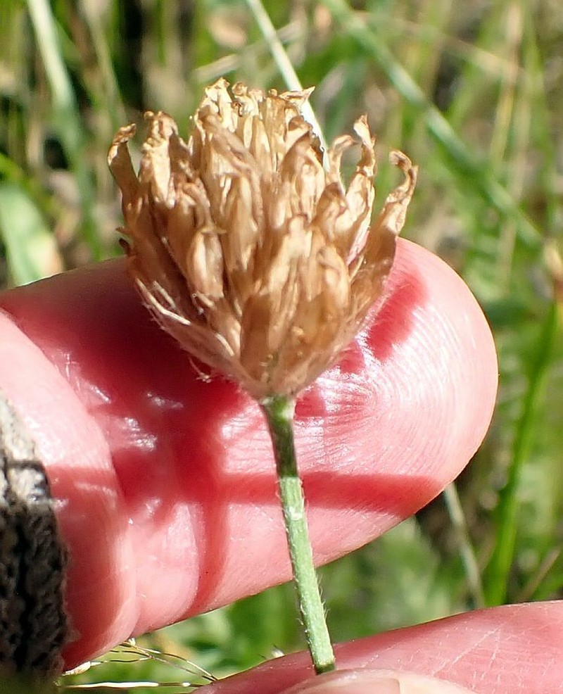 Trifolium longipes subsp. atrorubens photo 5