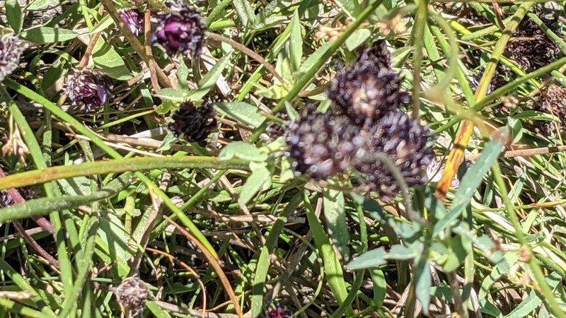 Trifolium longipes subsp. atrorubens photo 6