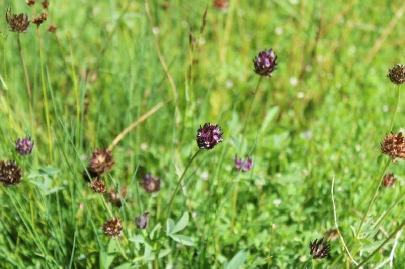Trifolium longipes subsp. atrorubens photo 7