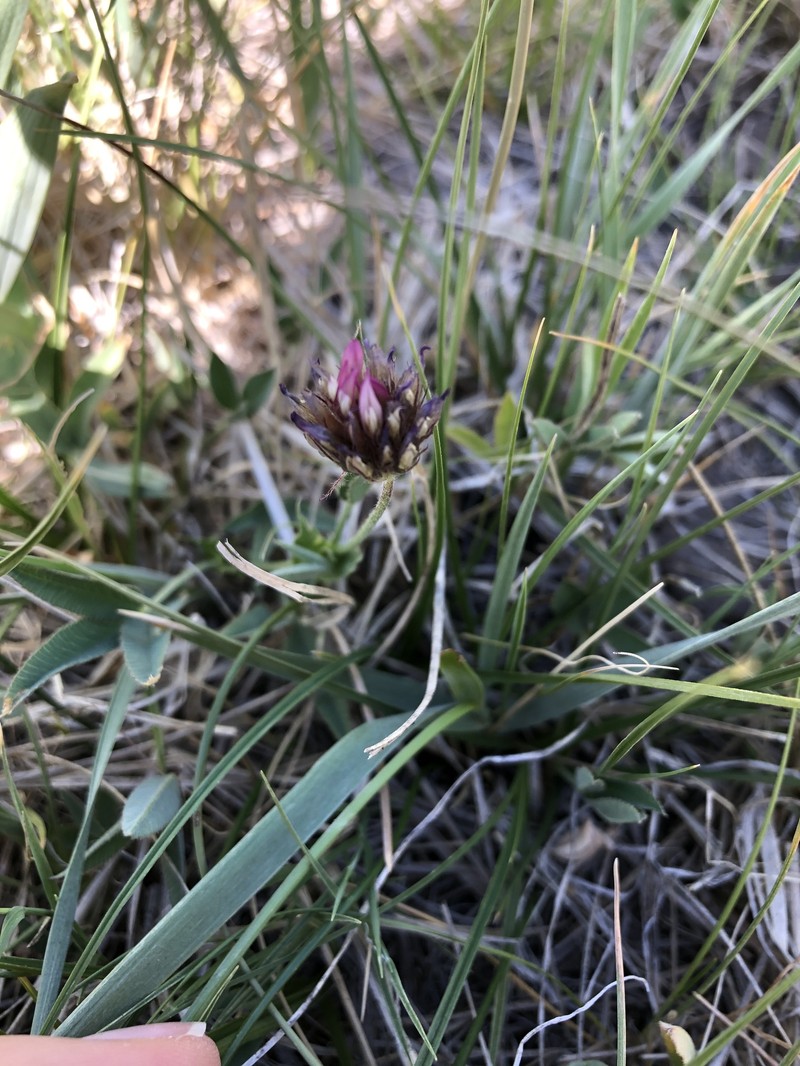 Trifolium longipes subsp. atrorubens photo 8