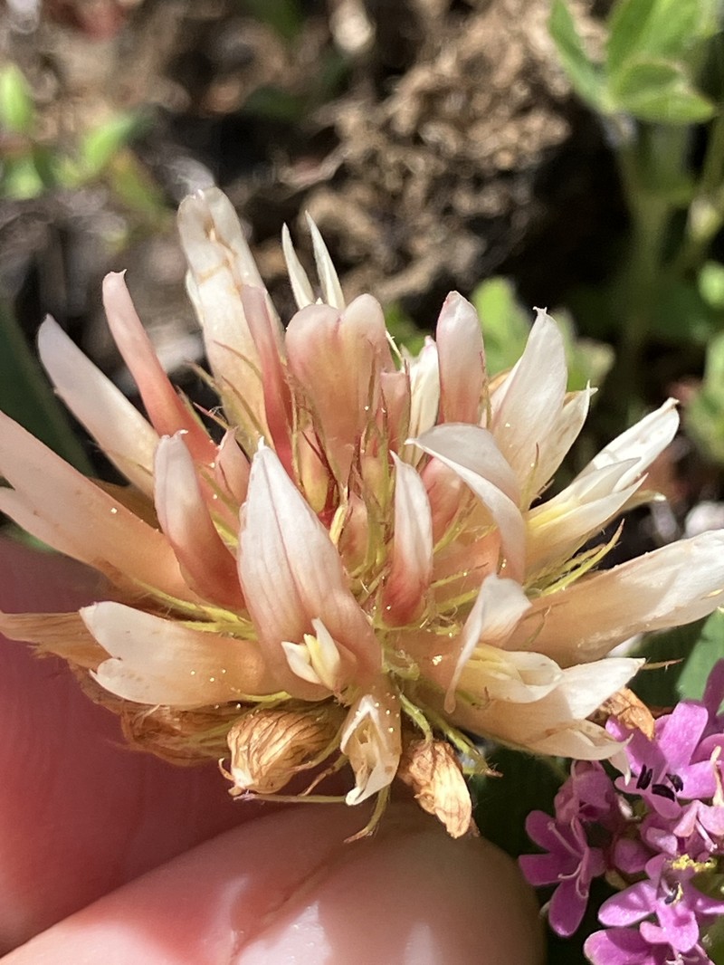 Trifolium longipes subsp. caurinum