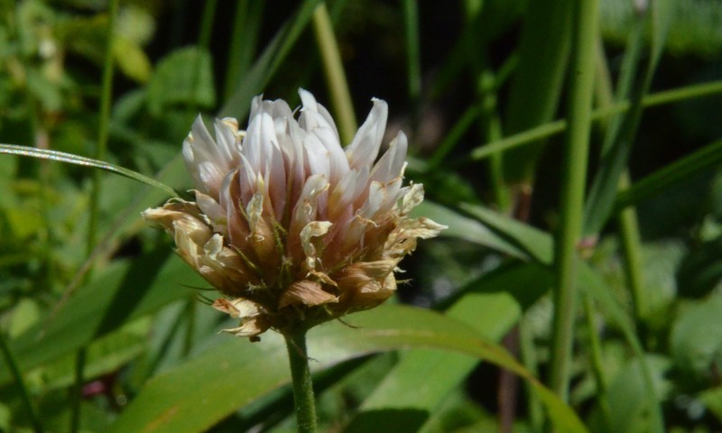 Trifolium longipes subsp. caurinum photo 2