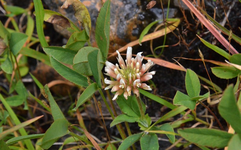 Trifolium longipes subsp. caurinum photo 3