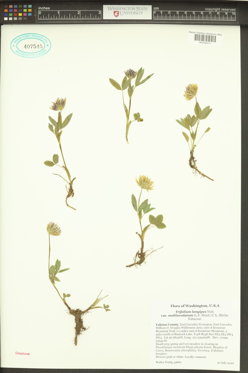 Trifolium longipes subsp. caurinum photo 4
