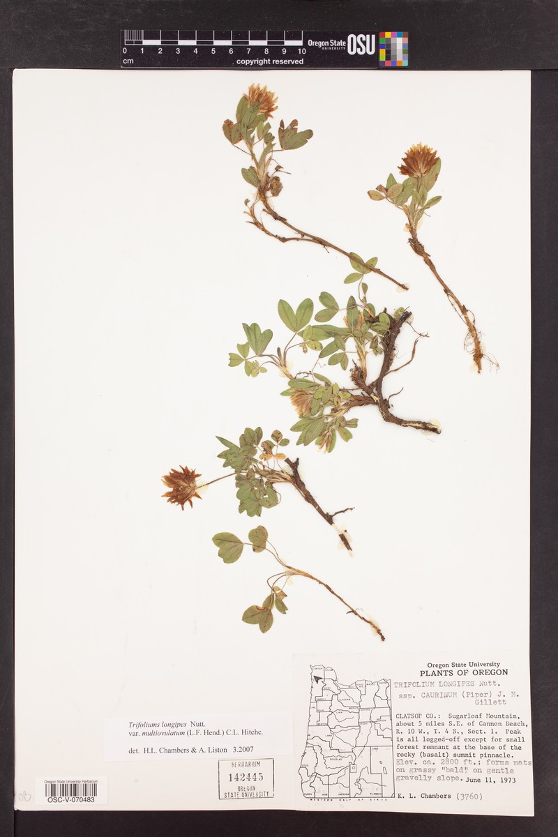 Trifolium longipes subsp. caurinum photo 5