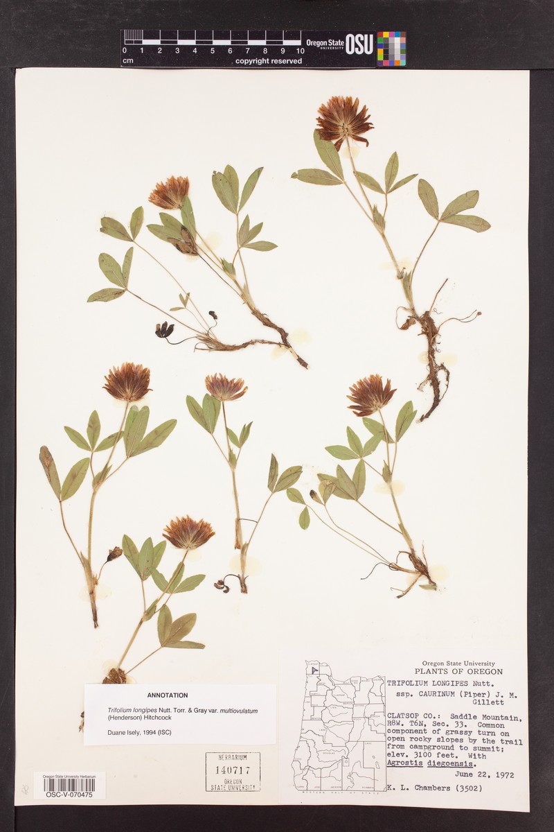 Trifolium longipes subsp. caurinum photo 6