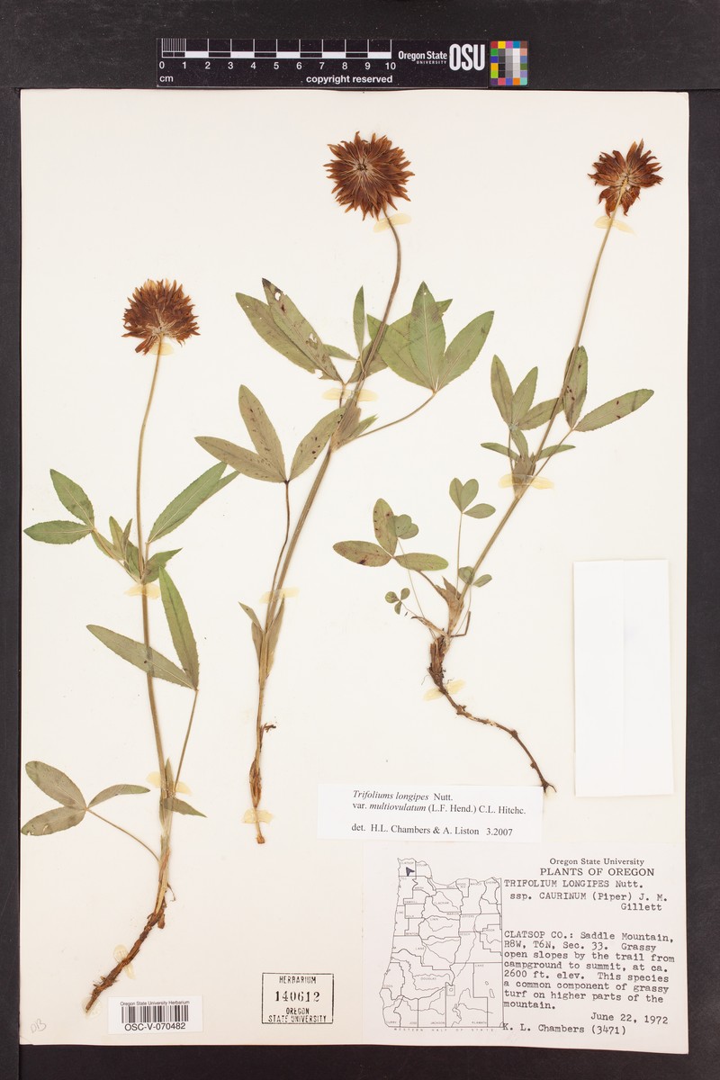 Trifolium longipes subsp. caurinum photo 7
