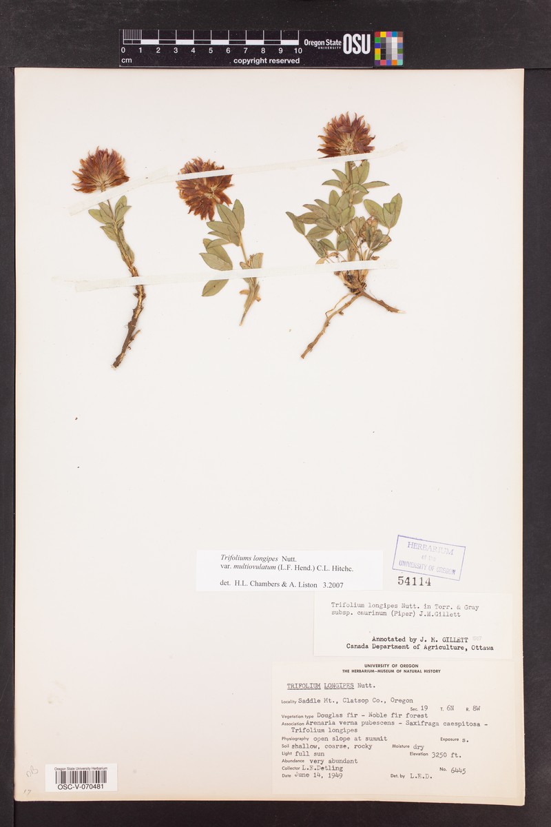 Trifolium longipes subsp. caurinum photo 8