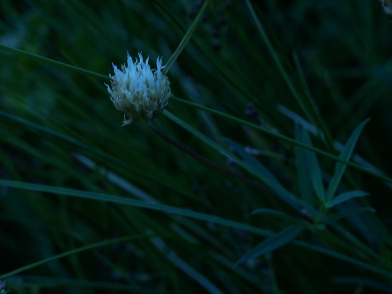 Trifolium longipes subsp. elmeri