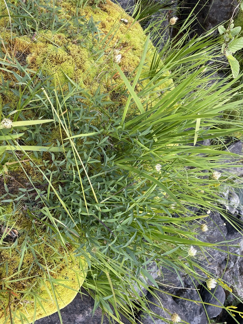 Trifolium longipes subsp. elmeri photo 2