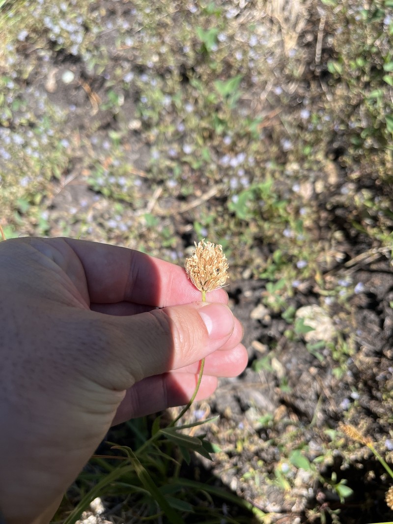 Trifolium longipes subsp. elmeri photo 3