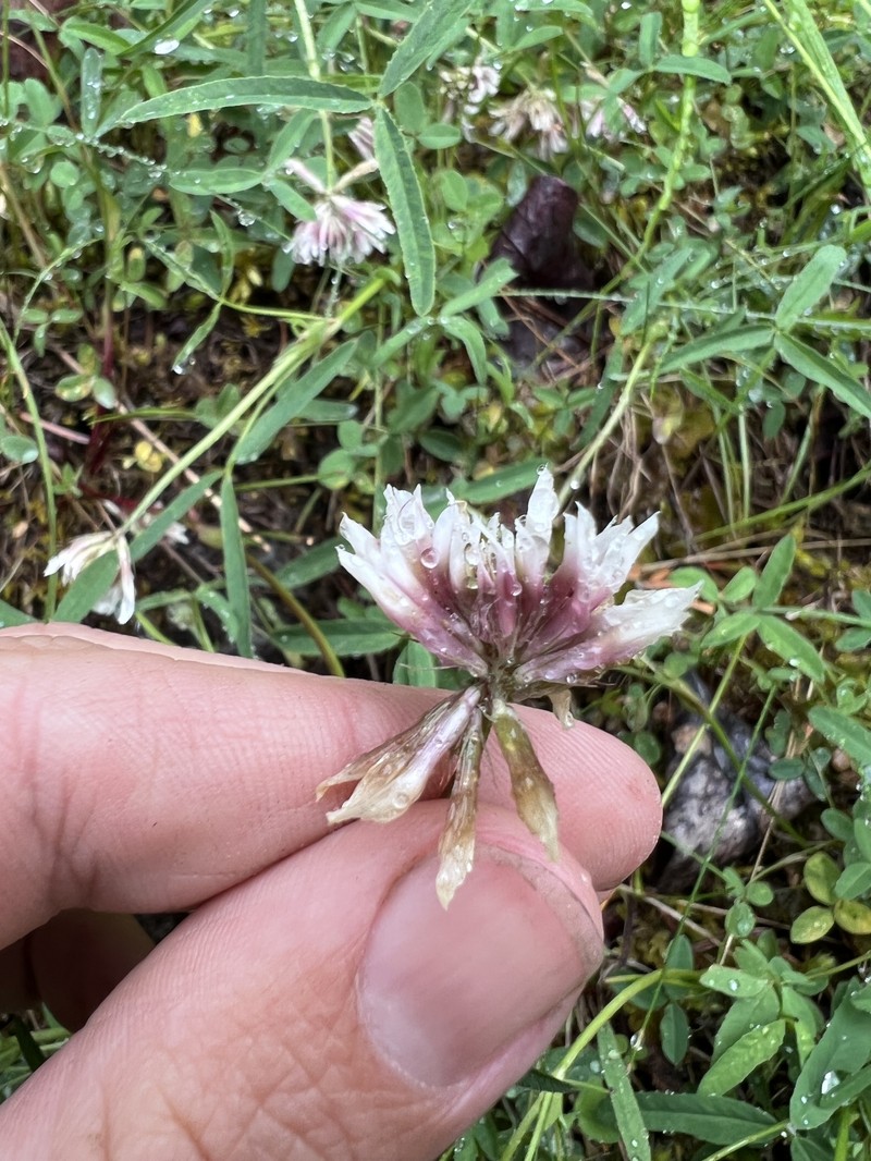 Trifolium longipes subsp. elmeri photo 4
