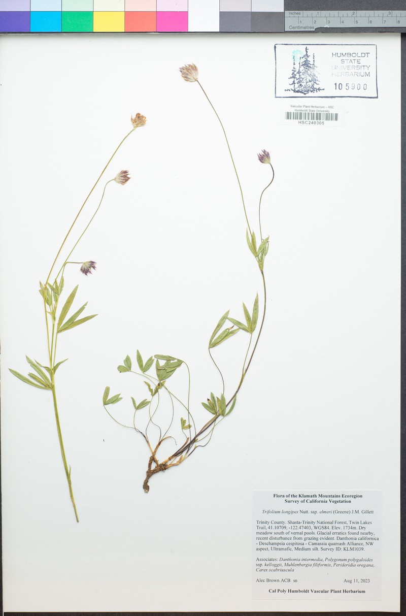 Trifolium longipes subsp. elmeri photo 5