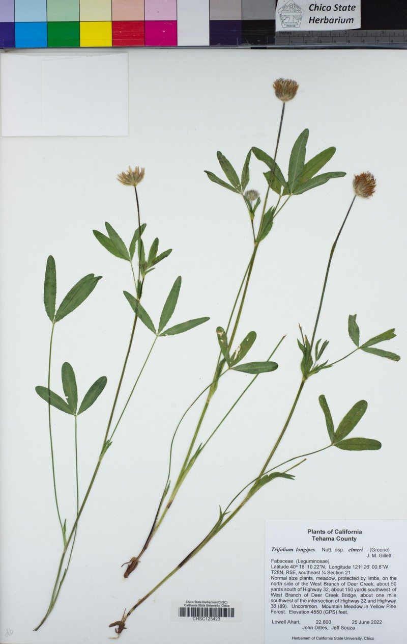 Trifolium longipes subsp. elmeri photo 6