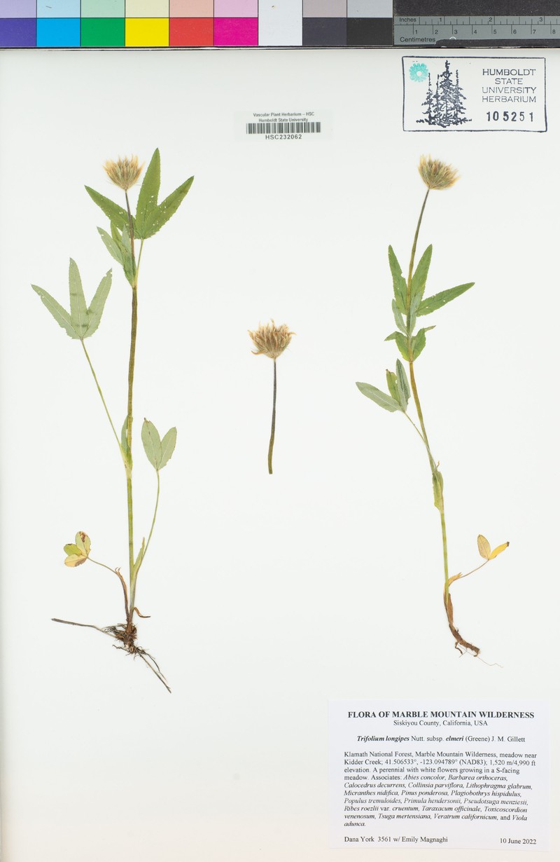 Trifolium longipes subsp. elmeri photo 7