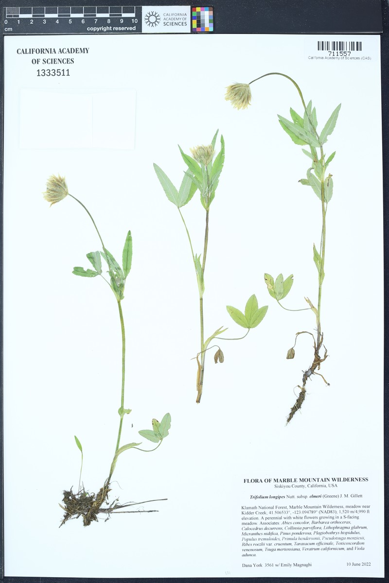Trifolium longipes subsp. elmeri photo 8