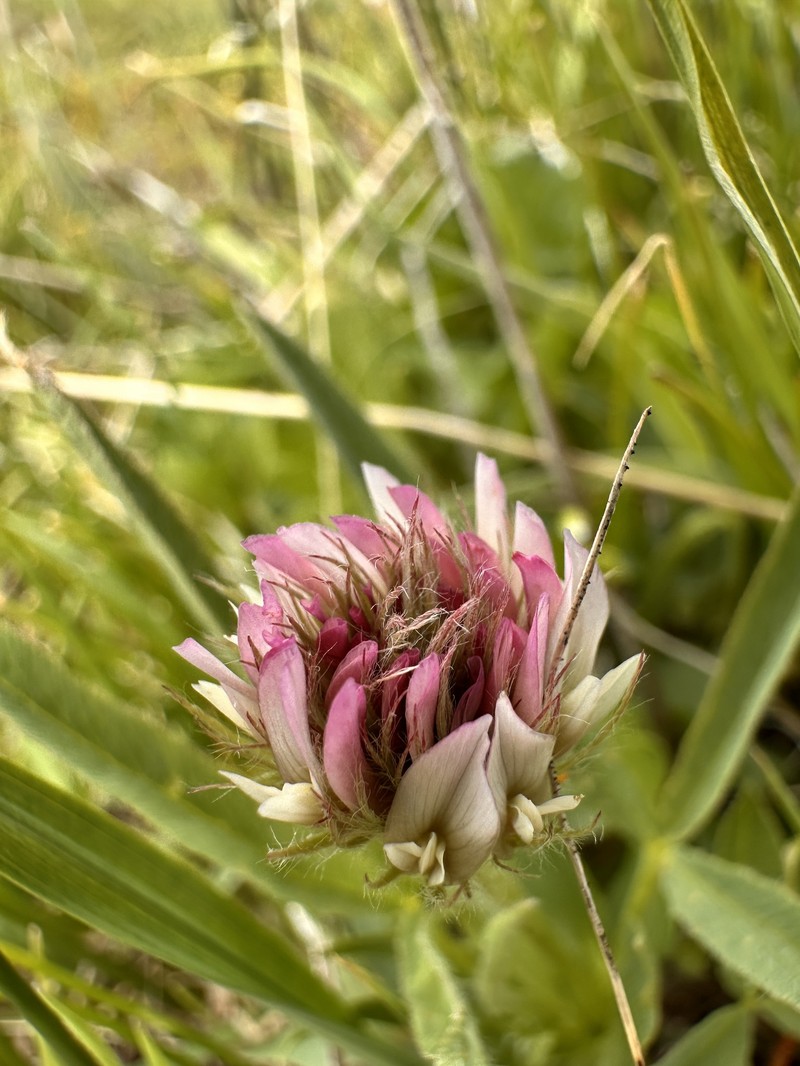Trifolium longipes subsp. hansenii
