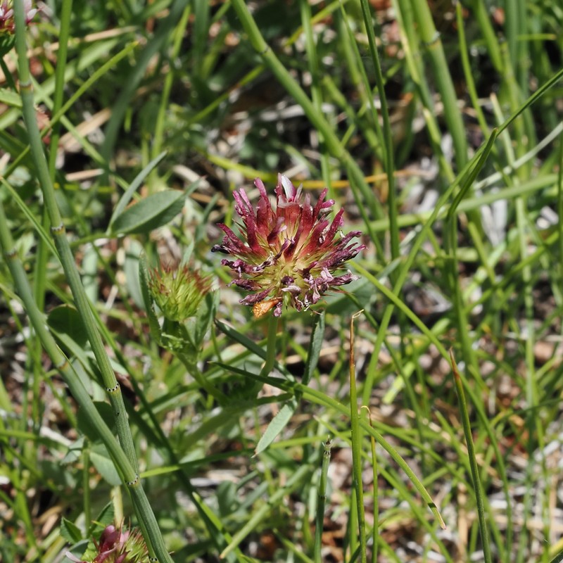 Trifolium longipes subsp. hansenii photo 2