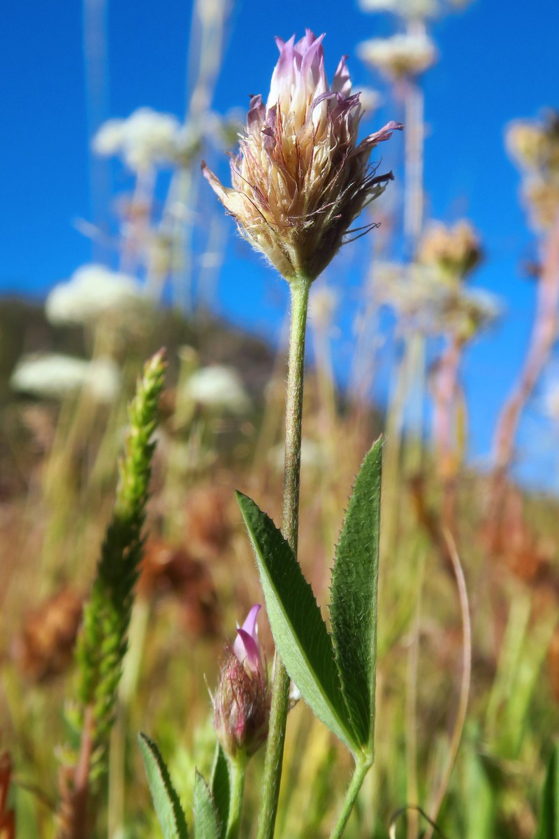 Trifolium longipes subsp. hansenii photo 3