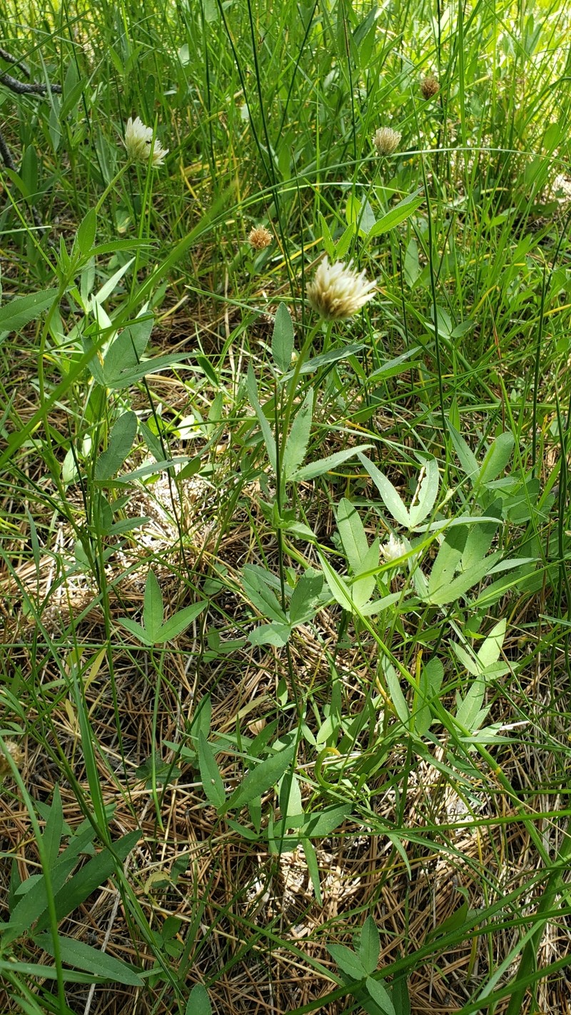 Trifolium longipes subsp. hansenii photo 4